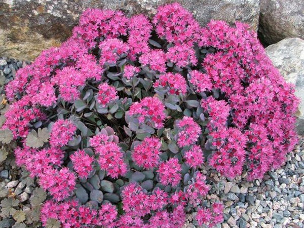 rozchodnik-naskalny-lidakense-sadzonki-4 Rozchodnik naskalny LIDAKENSE - sadzonki w doniczkach