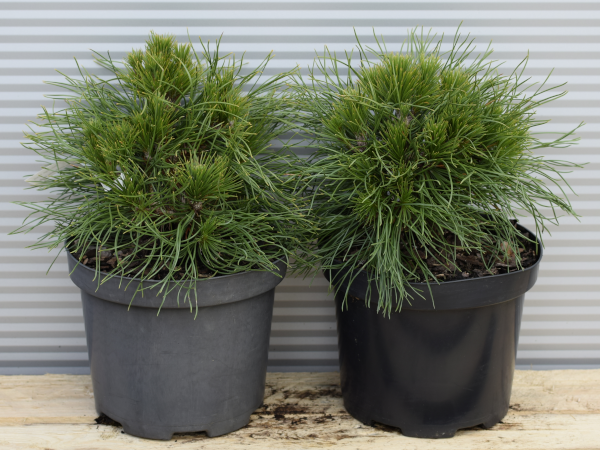 Sosna kosodrzewina VARELLA - sadzonki w doniczkach C3