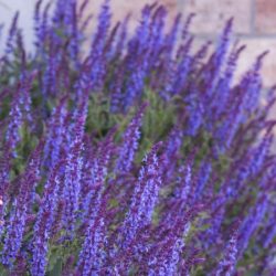 Szałwia omszona DEEP BLUE FIELD - sadzonki