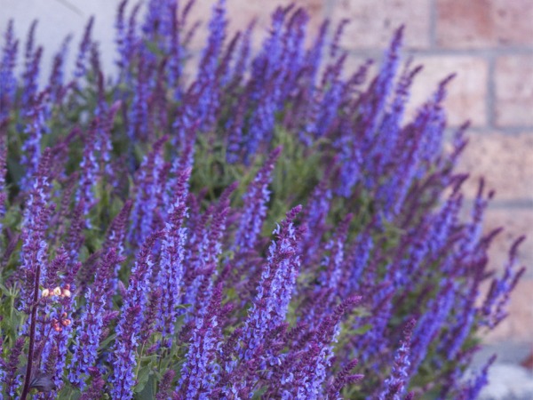 szalwia-omszona-deep-blue-field-2 Szałwia omszona DEEP BLUE FIELD - sadzonki