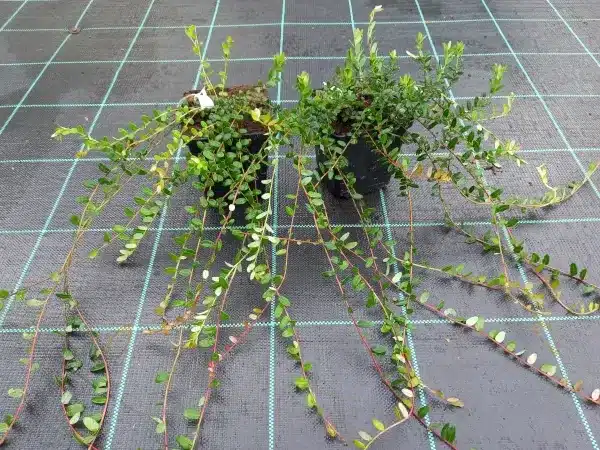 Żurawina wielkoowocowa - sadzonki w doniczkach P11