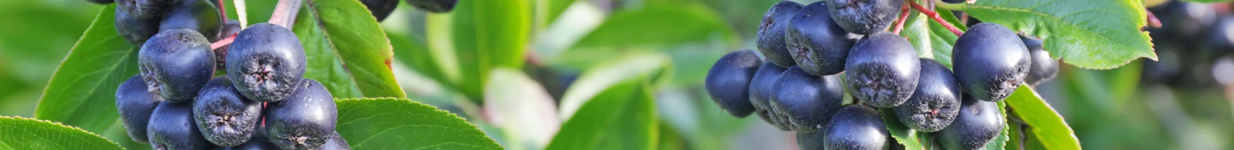 Aronia - krzew o zdrowych owocach - uprawa, pielęgnacja, odmiany