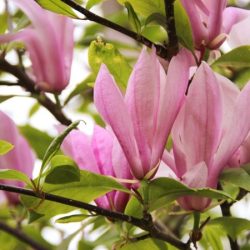 Magnolia BETTY - sadzonki