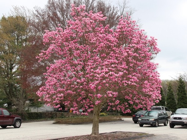 L236-magnolia-galaxy-2 Magnolia GALAXY - sadzonki