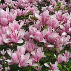 Magnolia HEAVEN SCENT - sadzonki