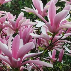 Magnolia GEORGE HENRY KERN - sadzonki