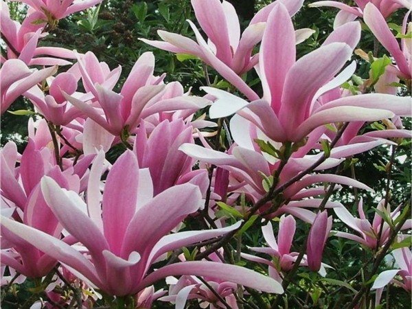 Magnolia GEORGE HENRY KERN - sadzonki