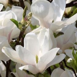Magnolia Soulange'a ALBA SUPERBA - sadzonki