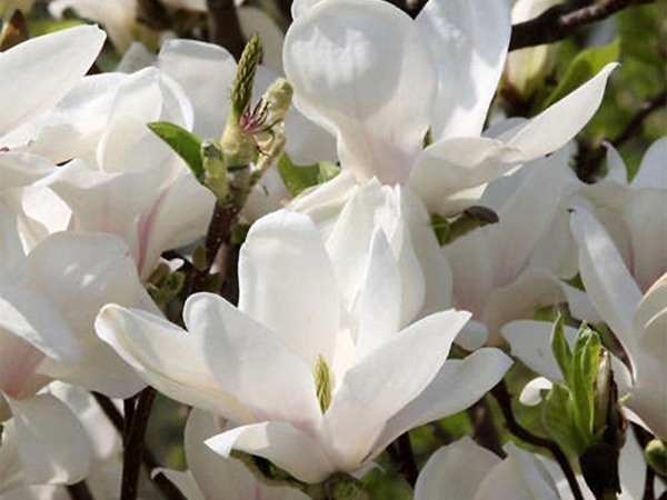 L240-magnolia-alba-superba-8 Magnolia Soulange'a ALBA SUPERBA - sadzonki