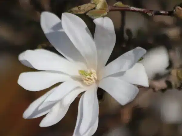 Magnolia gwieździsta ROYAL STAR - sadzonki w doniczkach