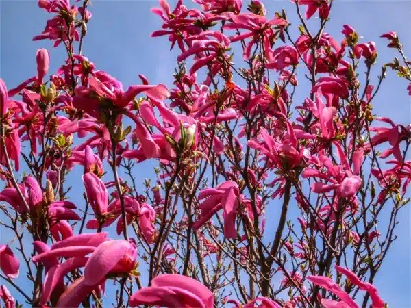 Magnolia SUSAN - sadzonki w doniczkach