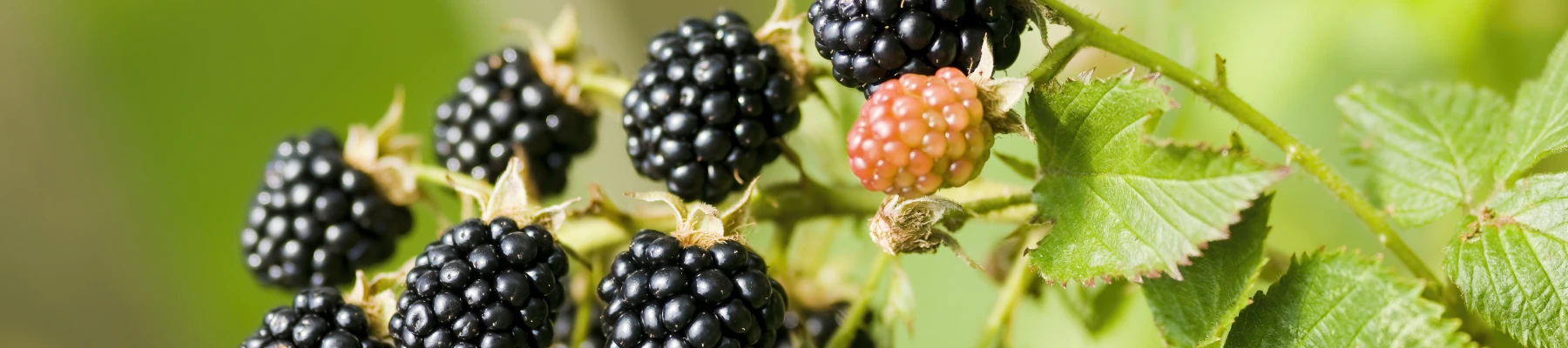 Uprawa jeżyn w ogrodzie - sadzenie, pielęgnacja, odmiany