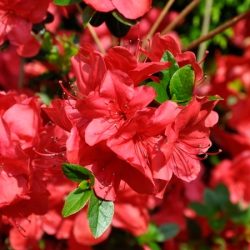 Azalia japońska MUTTERTAG - sadzonki w doniczkach