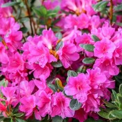 Azalia japońska HARUKO - sadzonki