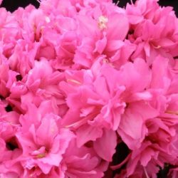 Azalia japońska MELINA - sadzonki