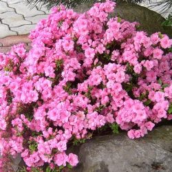 Azalia japońska ROSINETTA - sadzonki