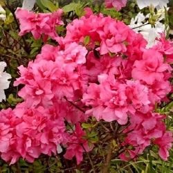 Azalia japońska ROKOKO - sadzonki