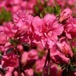 Azalia japońska BABUSCHKA - sadzonki