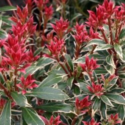 Pieris japoński LITTLE HEATH - sadzonki