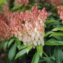 Pieris japoński CUPIDO - sadzonki