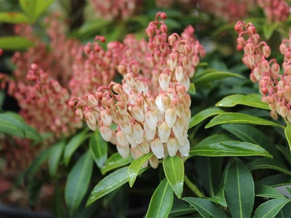 L255-pieris-japonski-cupido-1 Pieris japoński CUPIDO - sadzonki