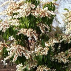Pieris japoński SPLENDENS