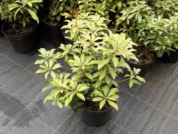 Pieris japoński SPLENDENS