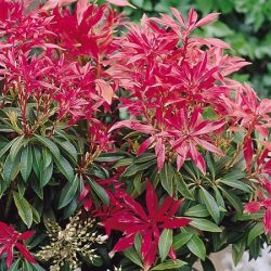 Pieris japoński FOREST FLAME - sadzonki