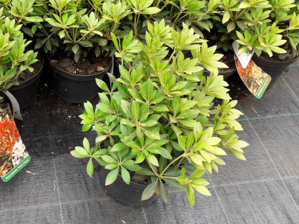 Pieris japoński FOREST FLAME