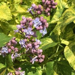 Lilak pospolity AUCUBAEFOLIA - sadzonki