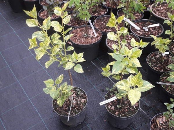 Lilak pospolity AUCUBAEFOLIA - sadzonki C2