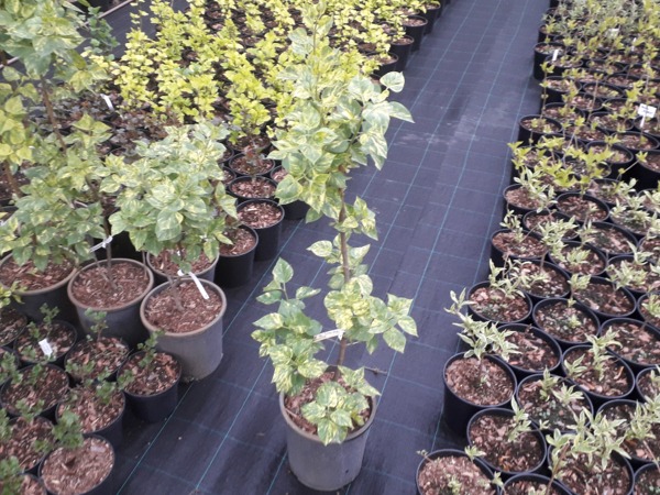 Lilak pospolity AUCUBAEFOLIA - sadzonki C3