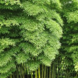 Fylostachys jadalny (Bambus Moso) - sadzonki