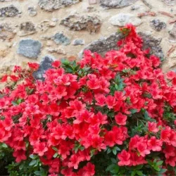 Azalia japońska GEISHA RED - sadzonki w doniczkach
