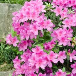 Azalia japońska KATJA - sadzonki w doniczkach