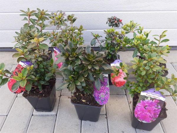 Azalia japońska - sadzonki w doniczkach P11