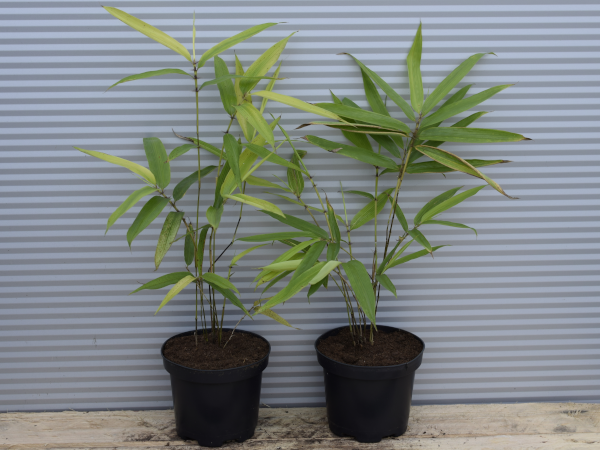 Filostachys jadalny - sadzonki w doniczkach C1,5