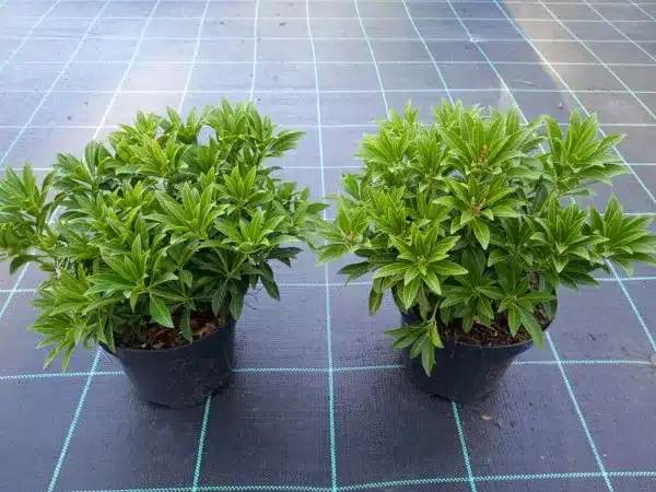 pieris-japonski-cupido-sadzonki-w-doniczkach-c2 Pieris japoński CUPIDO - sadzonki w doniczkach C2