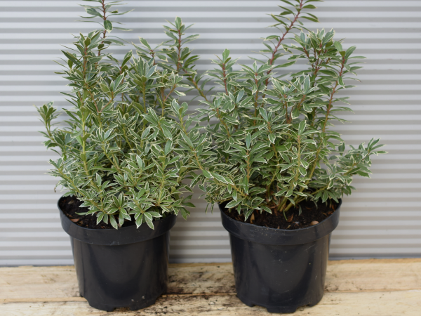 Pieris japoński LITTLE HEATH - sadzonki w doniczkach C3