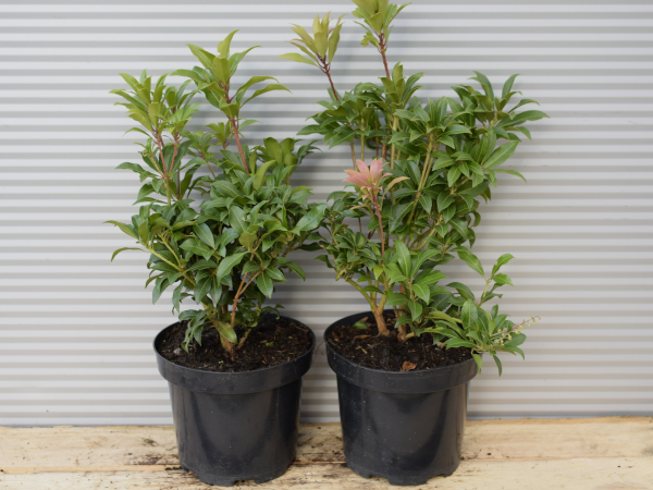 pieris-japonski-mountain-fire-c25 Pieris japoński MOUNTAIN FIRE - sadzonki w doniczkach C2,5