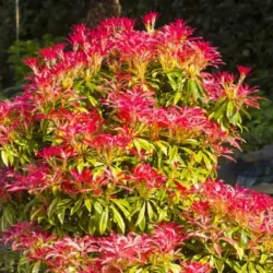 Pieris japoński MOUNTAIN FIRE - sadzonki