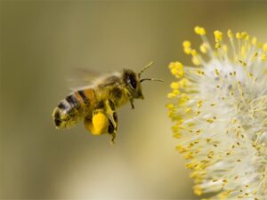 Wydajność miodowa roślin - tabela