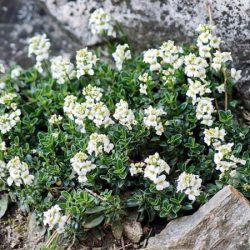 Gęsiówka Suendermanna - sadzonki