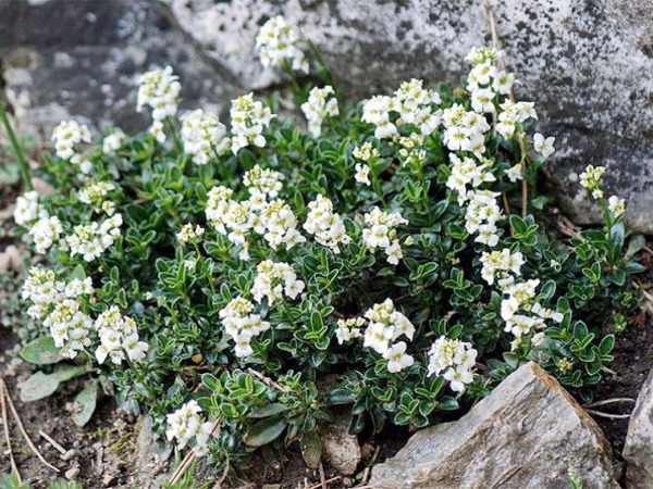 Gęsiówka Suendermanna - sadzonki
