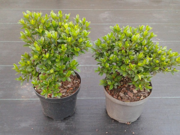 Azalia japońska KERMESINA ALBA - sadzonki C2