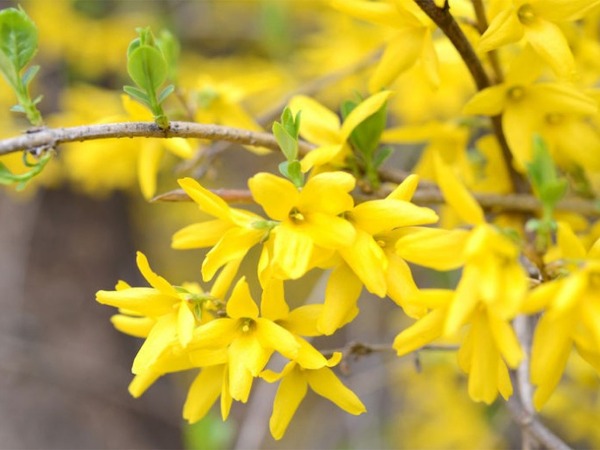 Forsycja pośrednia (złoty deszcz) - kwiaty