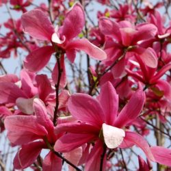 Magnolia GALAXY - sadzonki