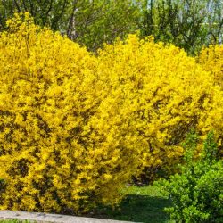 Forsycja pośrednia WEEKEND COURTALYN - sadzonki