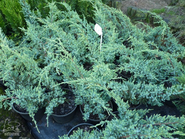 Jałowiec łuskowaty HOLGER - sadzonki w doniczkach C3