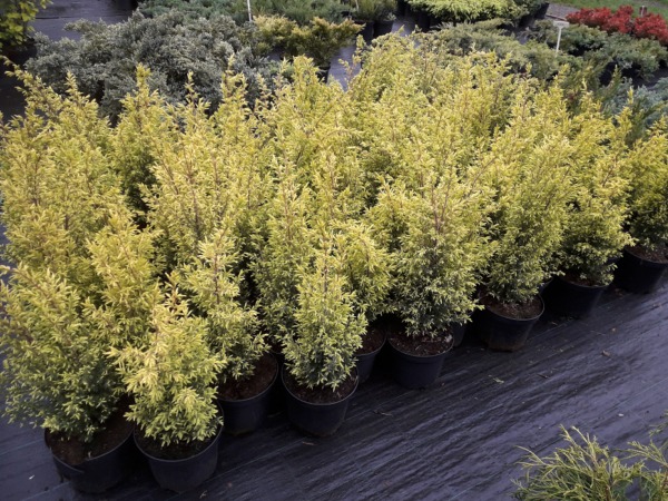 Jałowiec pospolity GOLD CONE - sadzonki C3